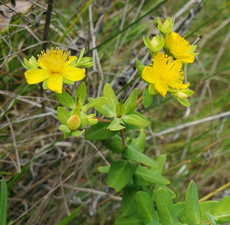 Myrtleleaf St. Johnswort