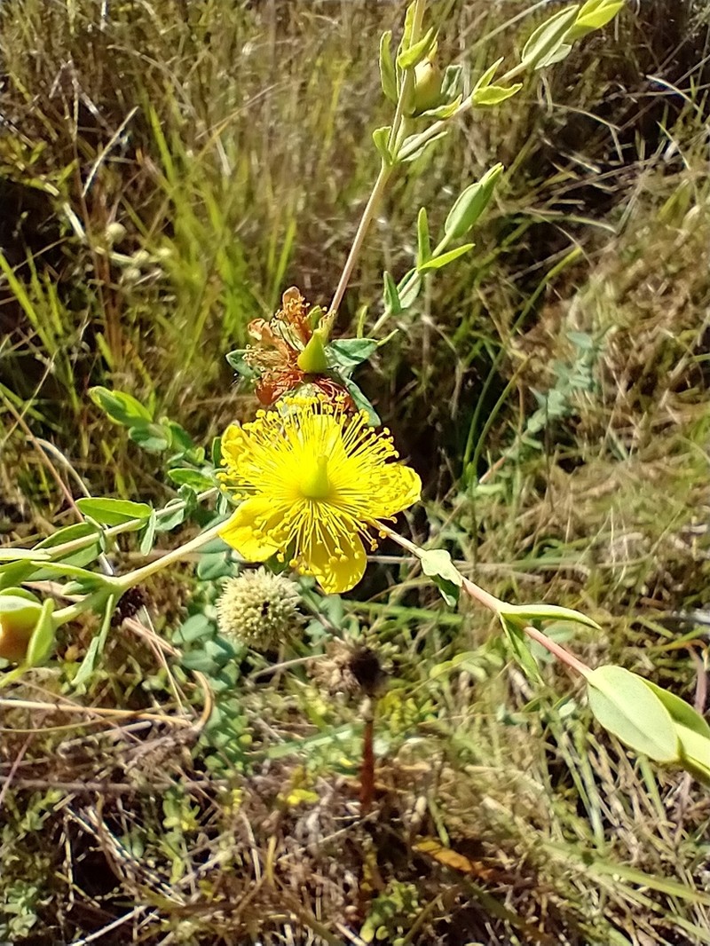 Myrtleleaf St. Johnswort