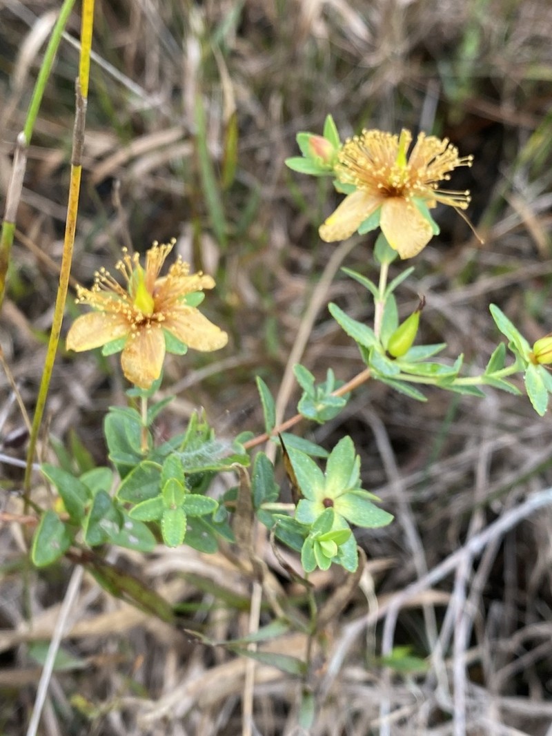 Myrtleleaf St. Johnswort photo 2