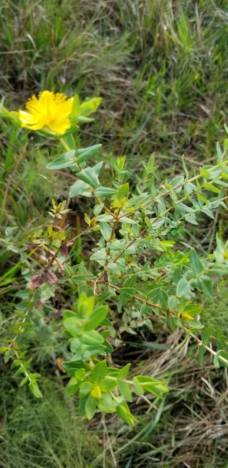 Myrtleleaf St. Johnswort photo 3