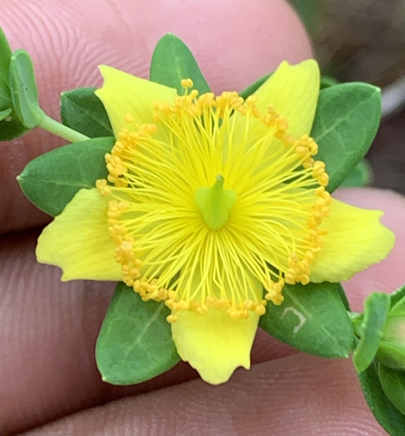 Myrtleleaf St. Johnswort photo 4