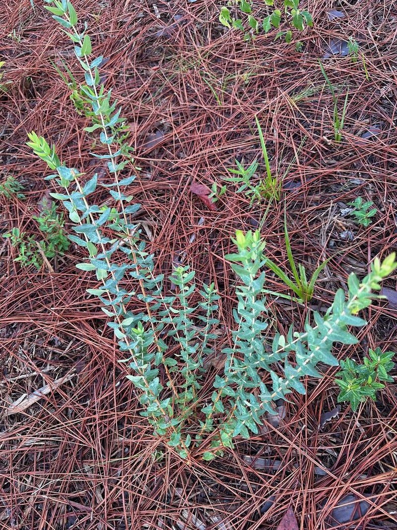 Myrtleleaf St. Johnswort photo 5