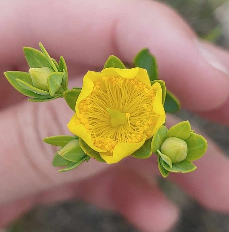 Myrtleleaf St. Johnswort photo 6