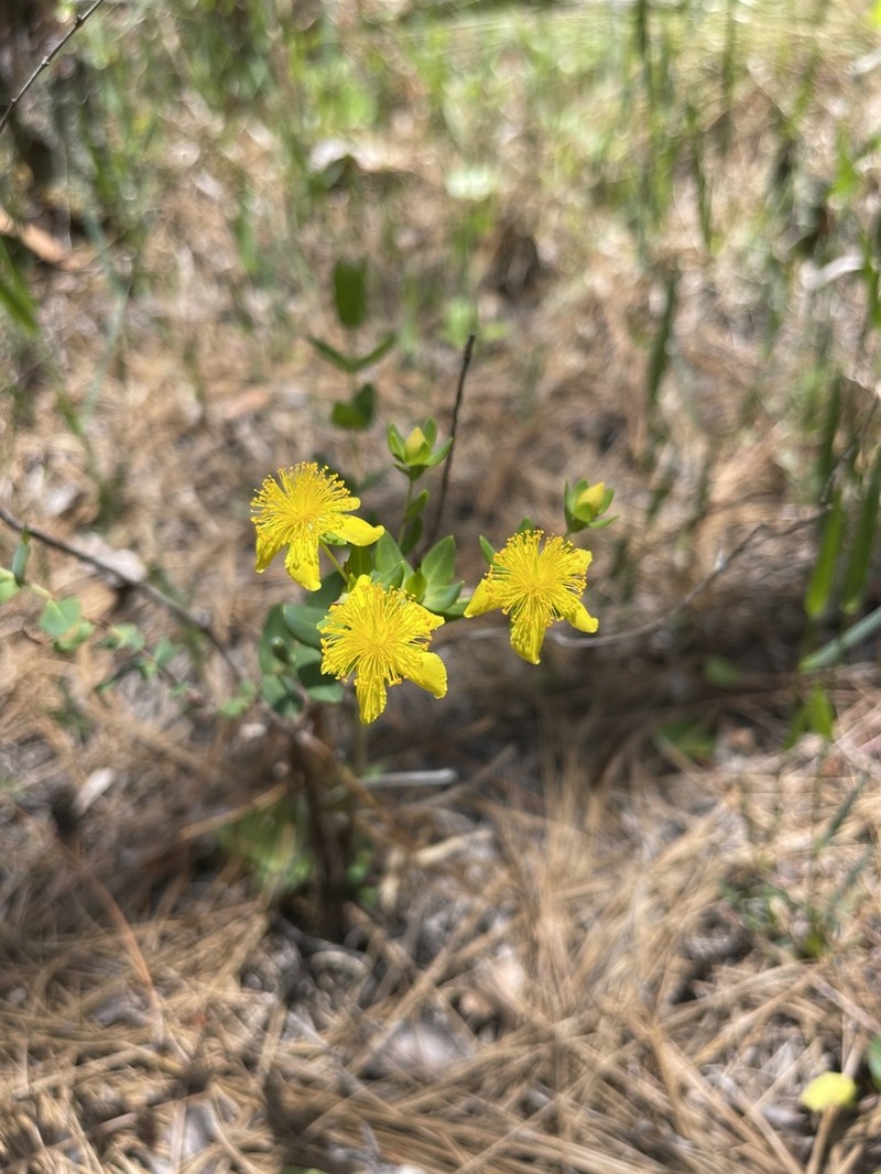 Myrtleleaf St. Johnswort photo 7