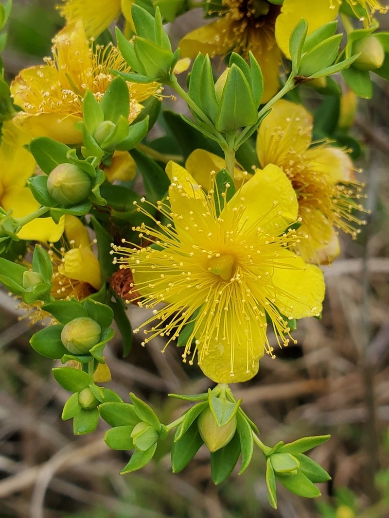 Myrtleleaf St. Johnswort photo 8