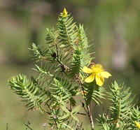 Hypericum mysurense