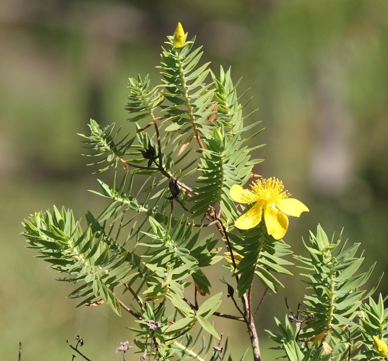 Hypericum mysurense