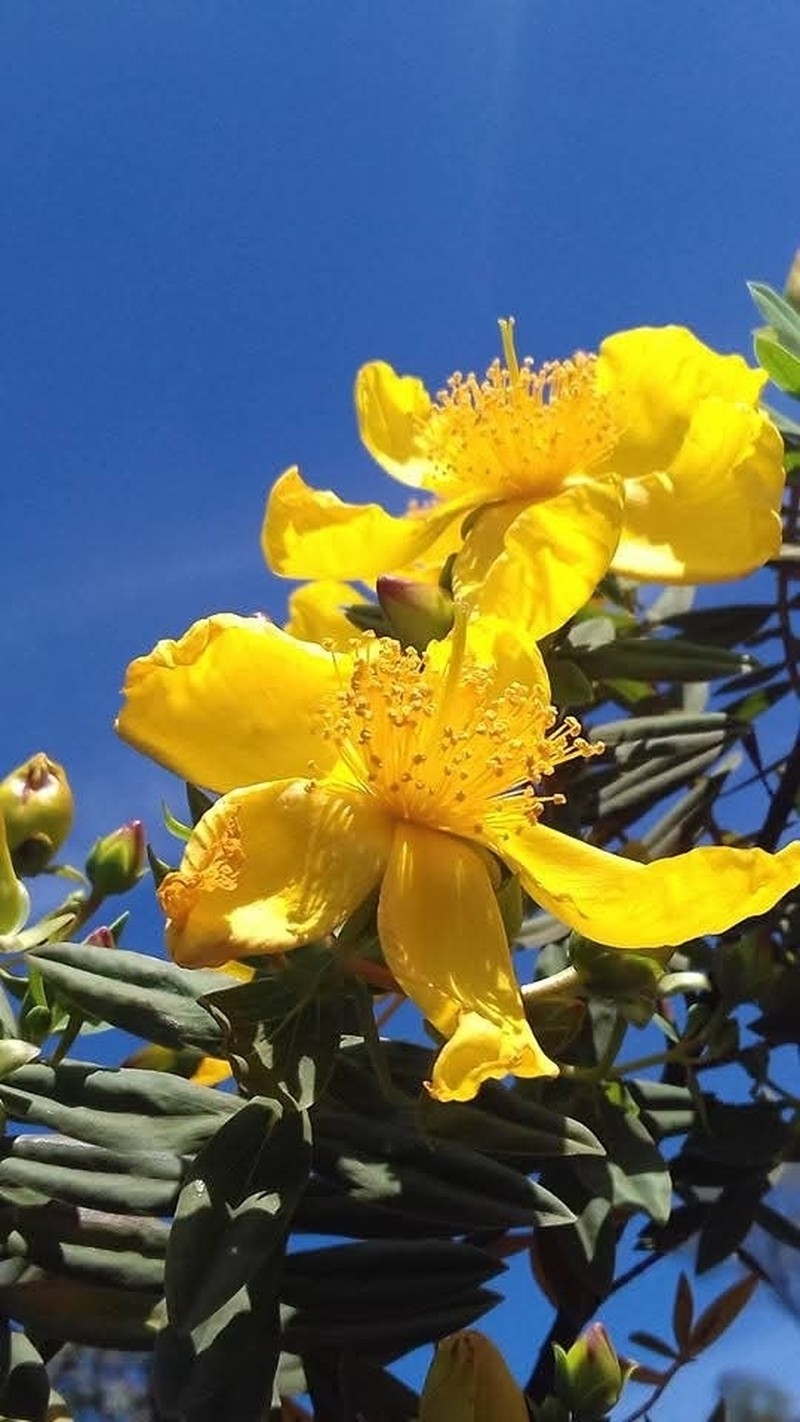 Hypericum mysurense photo 2