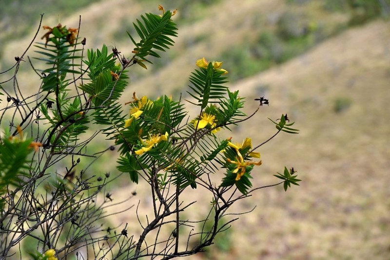Hypericum mysurense photo 3
