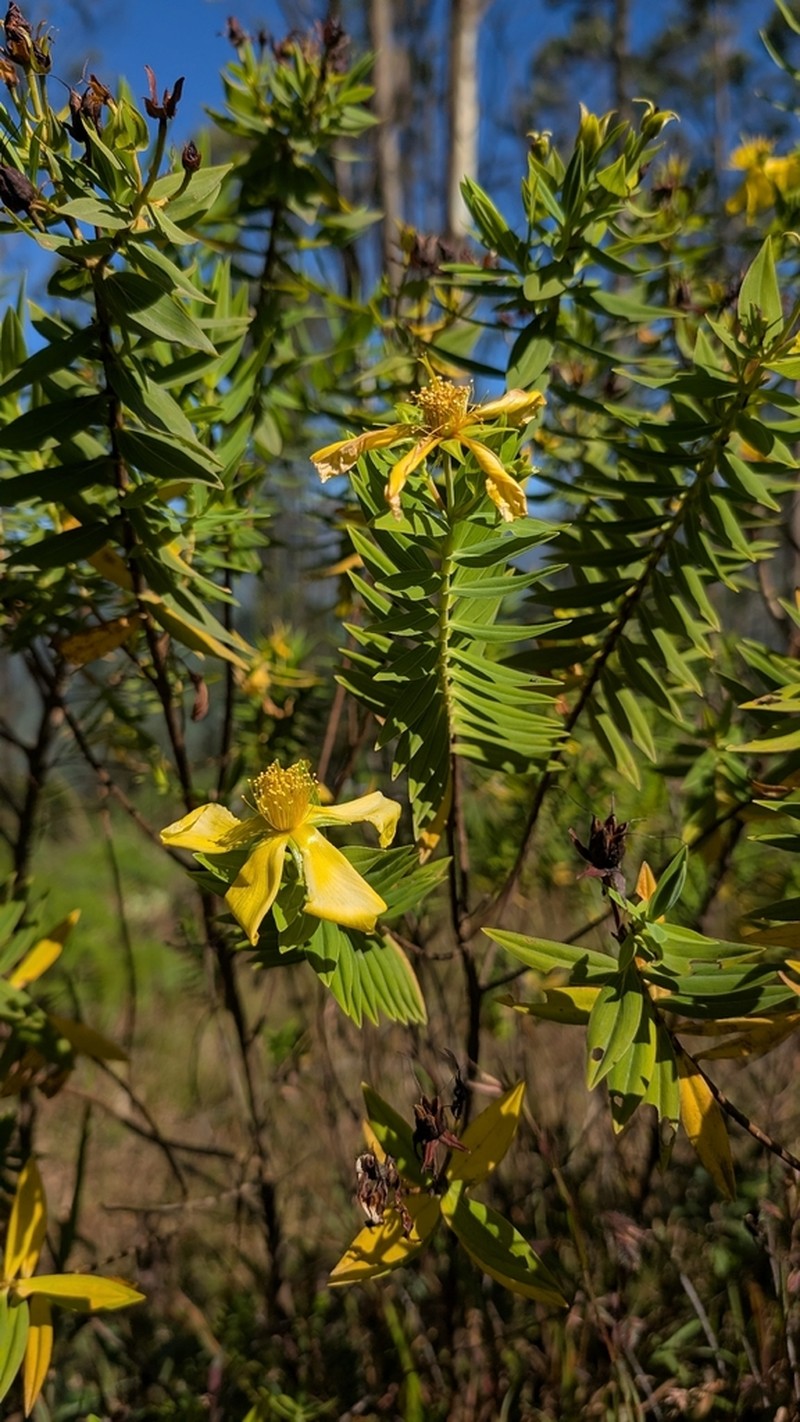 Hypericum mysurense photo 4