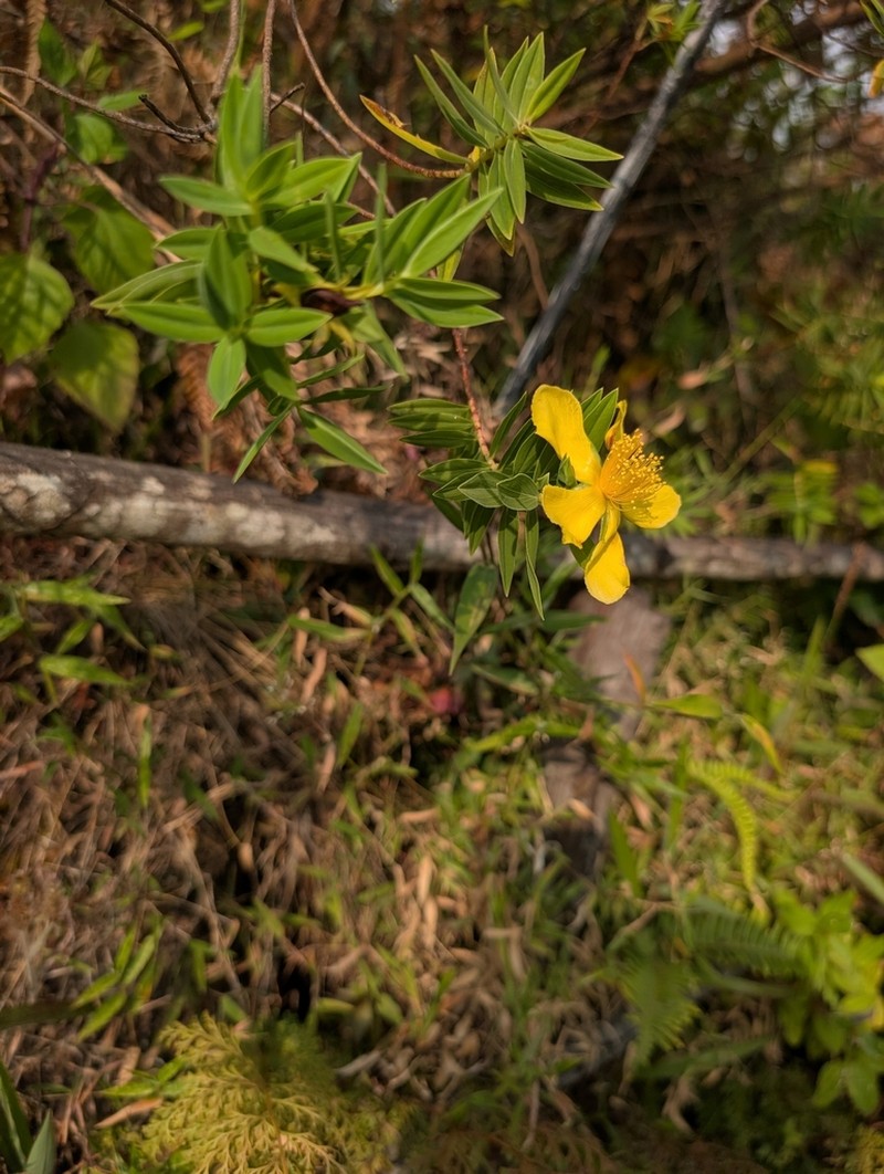 Hypericum mysurense photo 5