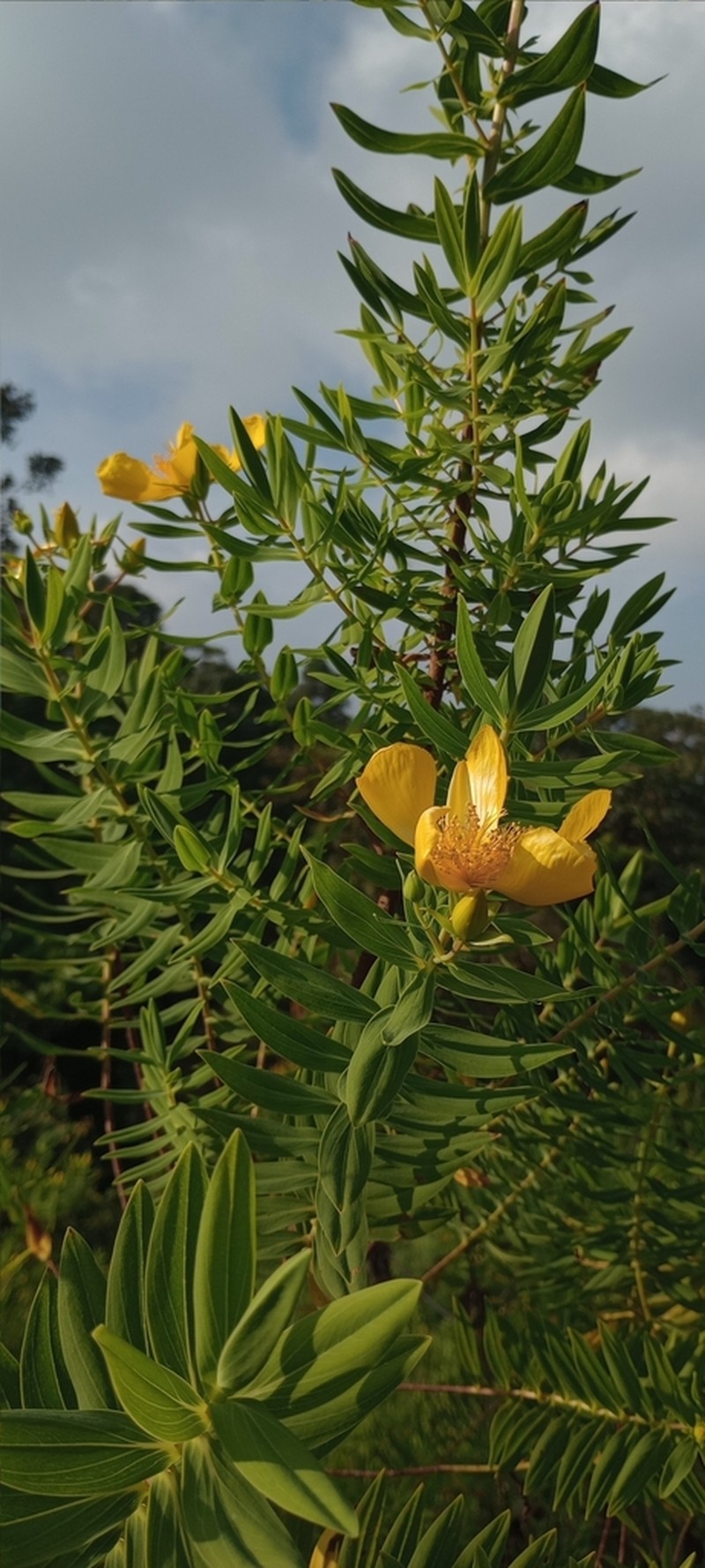 Hypericum mysurense photo 6