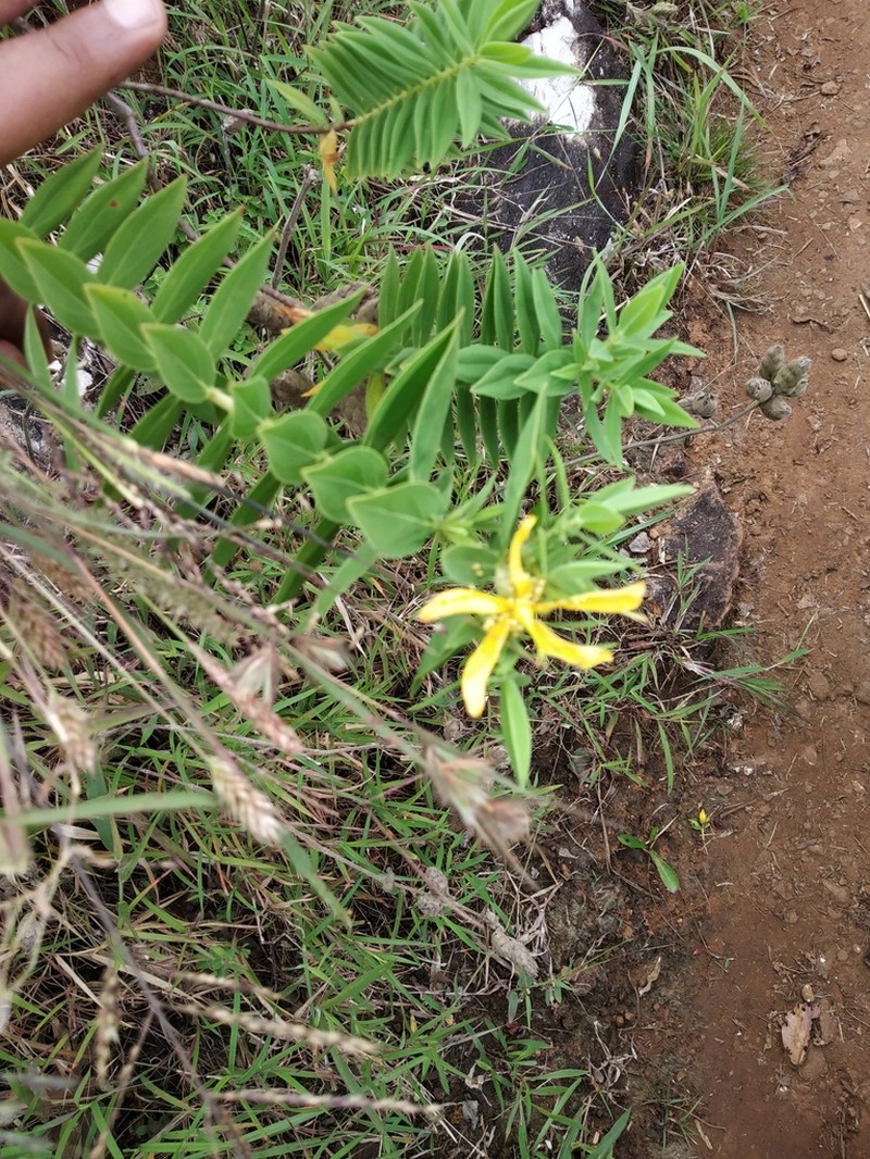 Hypericum mysurense photo 7