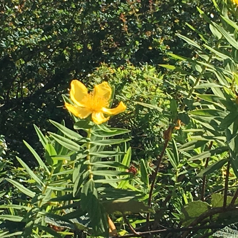 Hypericum mysurense photo 8