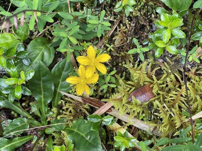 Hypericum nagasawae