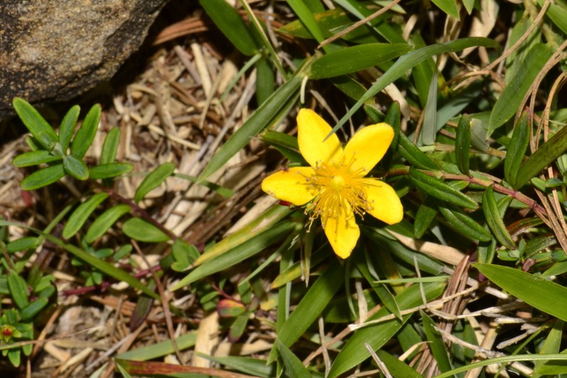 Hypericum nagasawae photo 2