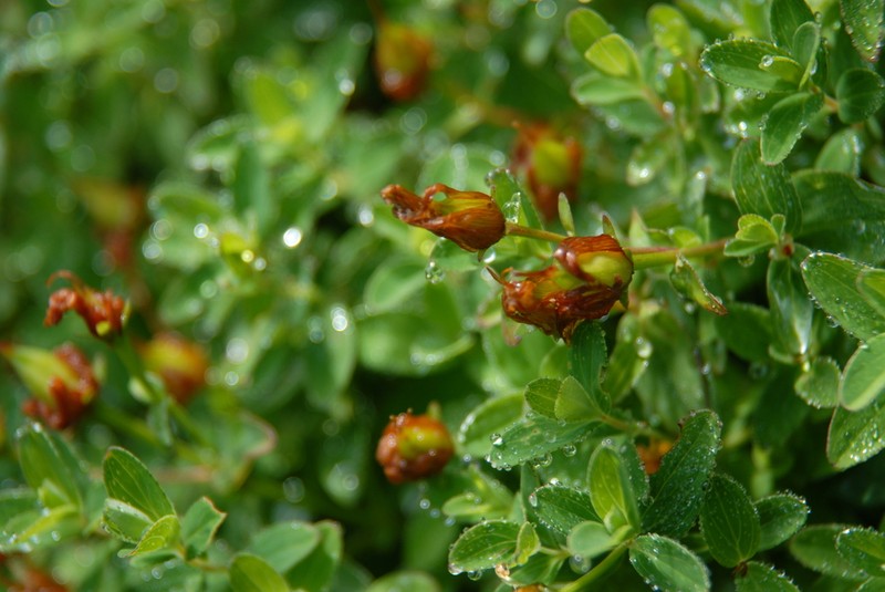 Hypericum nagasawae photo 3