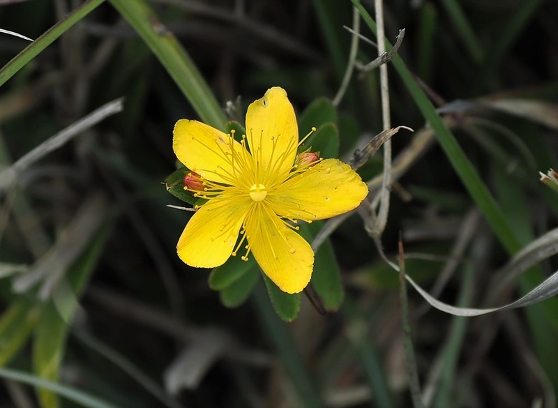 Hypericum nagasawae photo 4