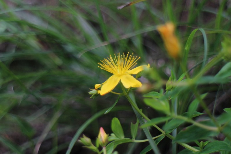 Hypericum nagasawae photo 5