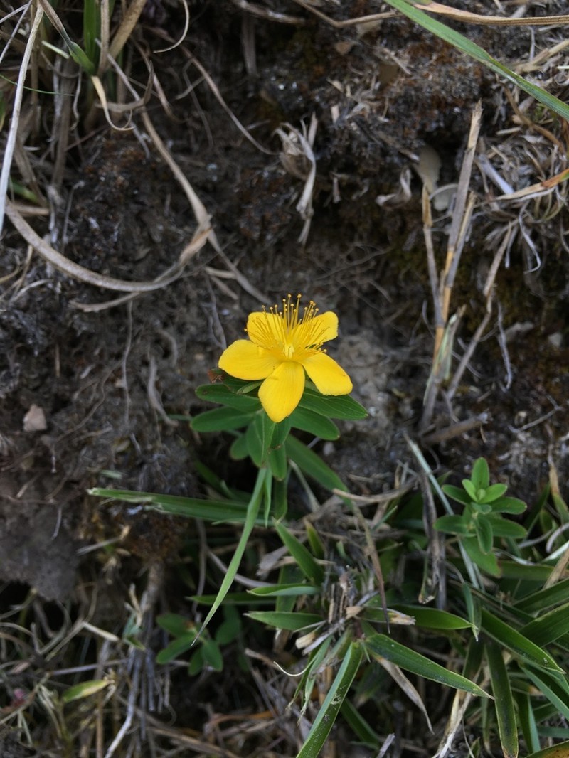 Hypericum nagasawae photo 6