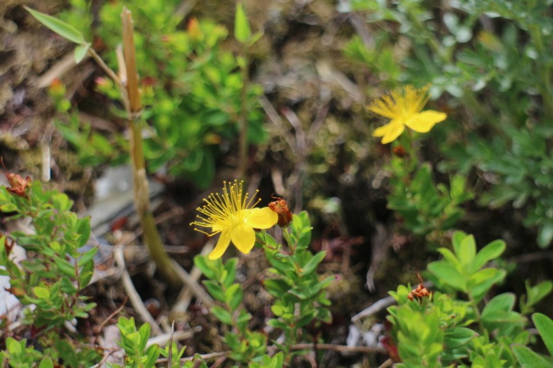 Hypericum nagasawae photo 7