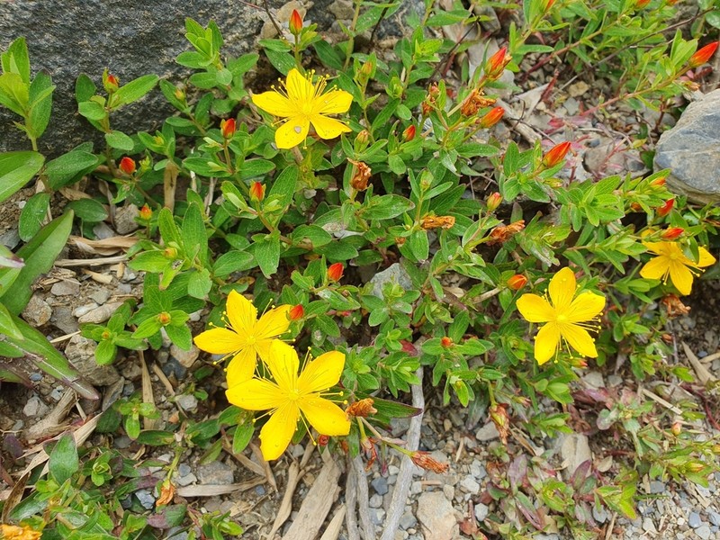 Hypericum nagasawae photo 8