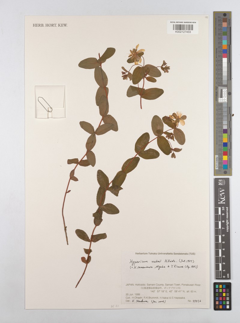 Hypericum nakaii