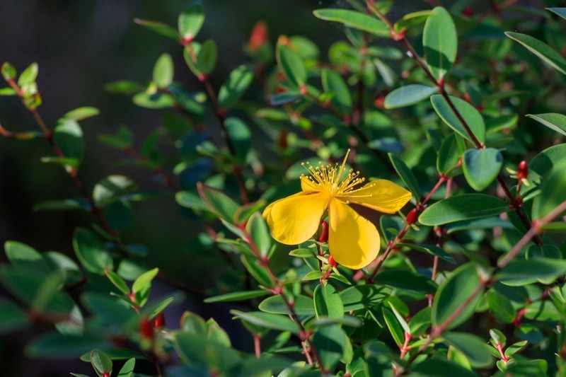 Hypericum nakamurae
