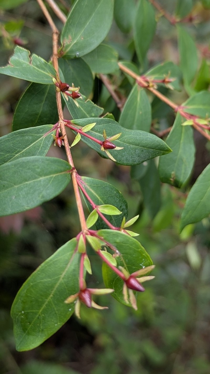 Hypericum nakamurae photo 4