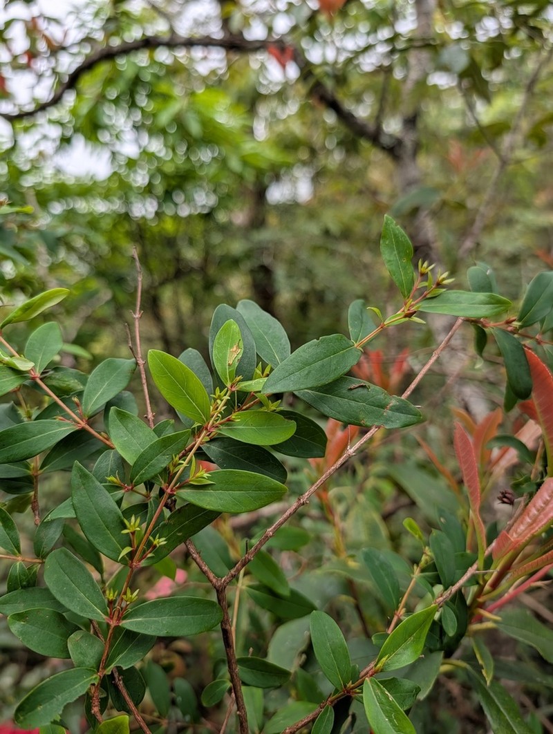 Hypericum nakamurae photo 5