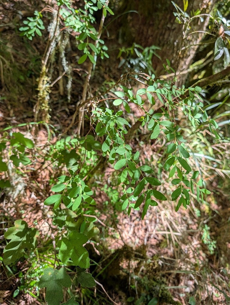 Hypericum nakamurae photo 6