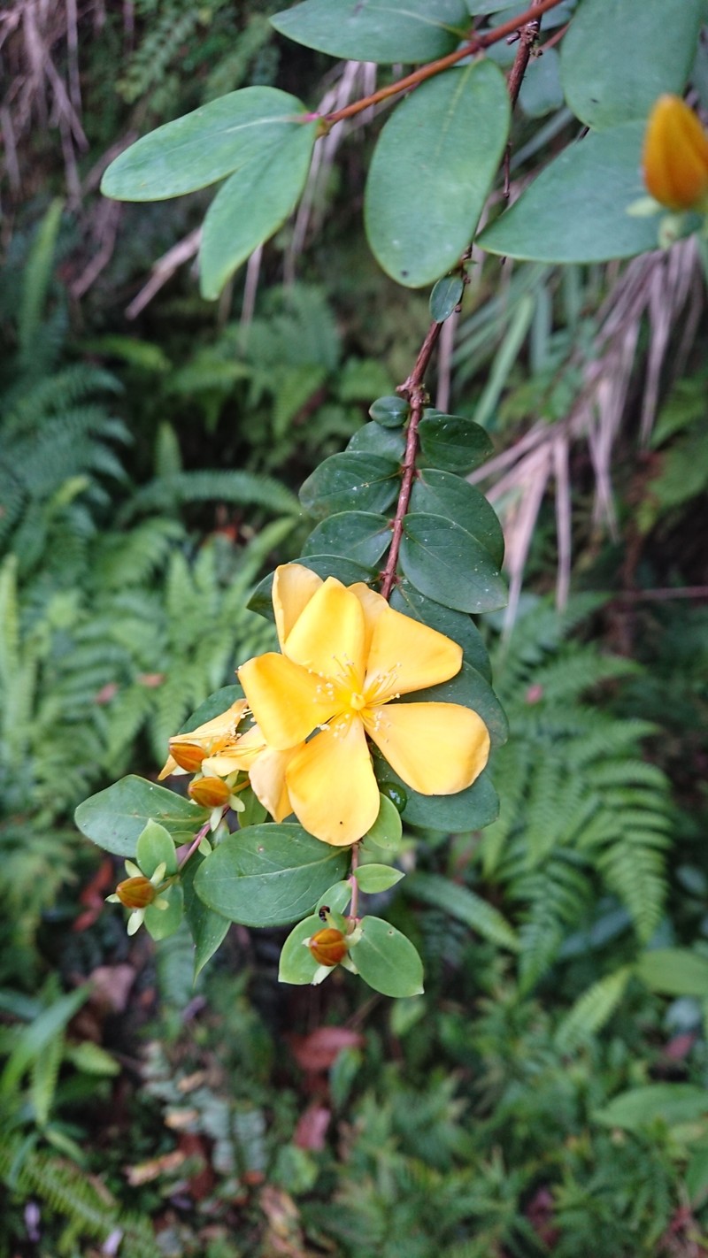 Hypericum nakamurae photo 7