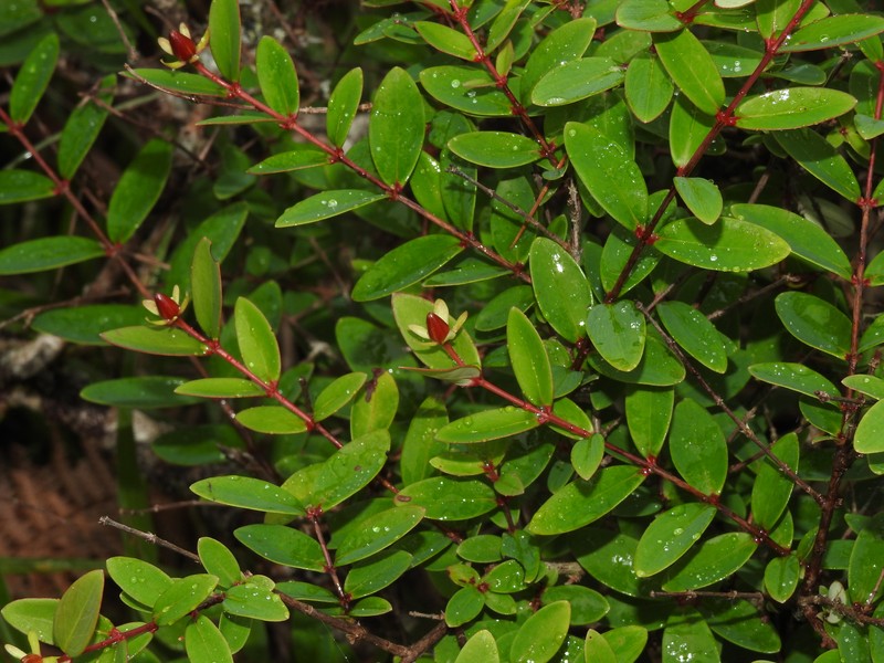 Hypericum nakamurae photo 8