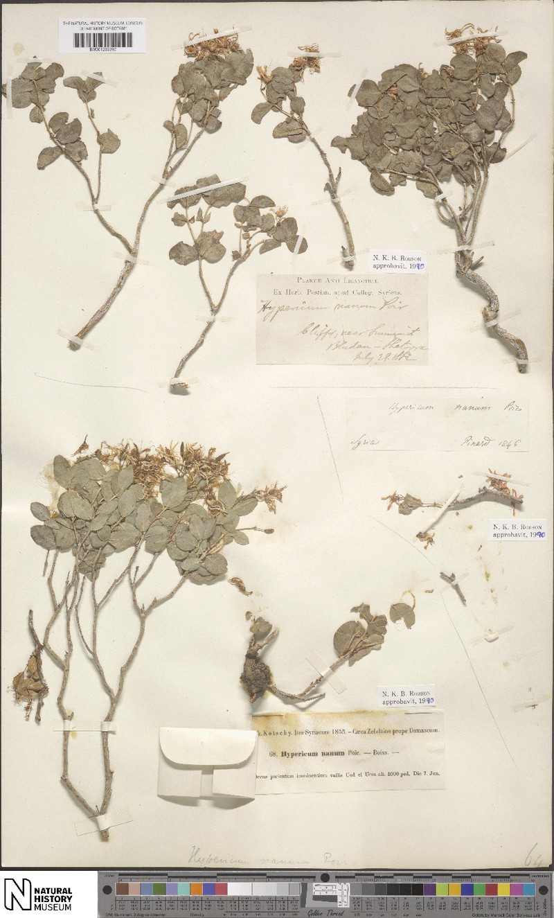 Hypericum nanum