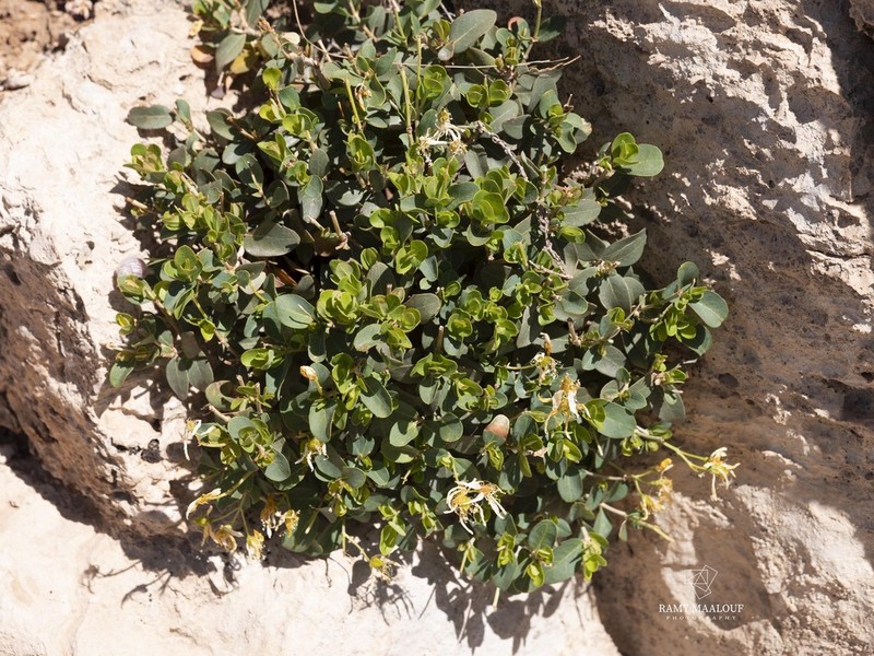 Hypericum nanum photo 2