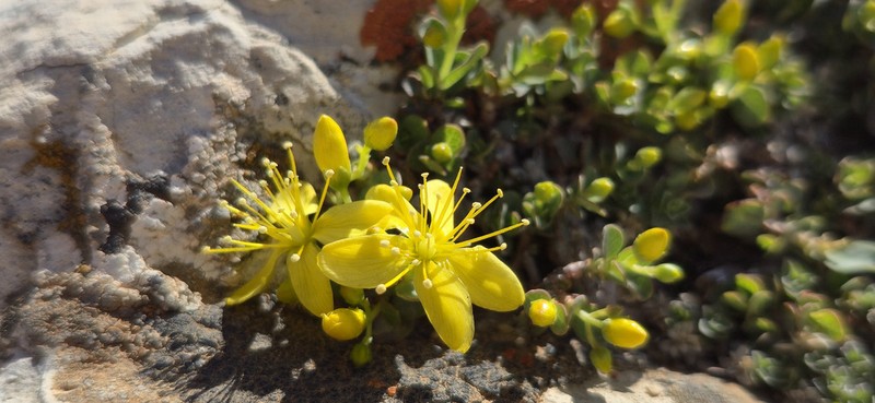 Hypericum nanum photo 3