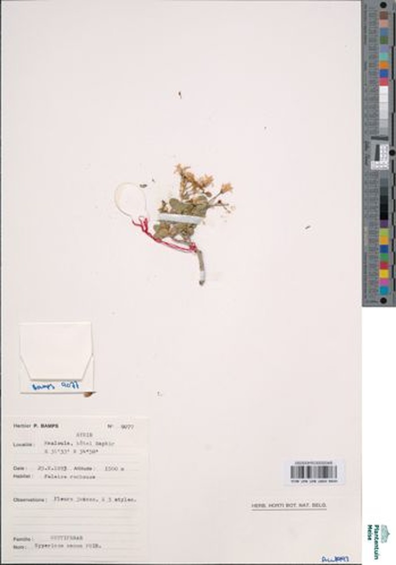 Hypericum nanum photo 4