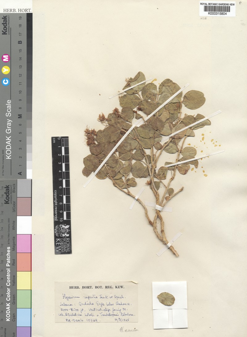 Hypericum nanum photo 5