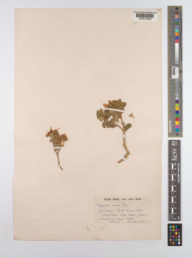 Hypericum nanum photo 6