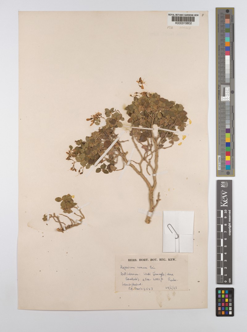 Hypericum nanum photo 7