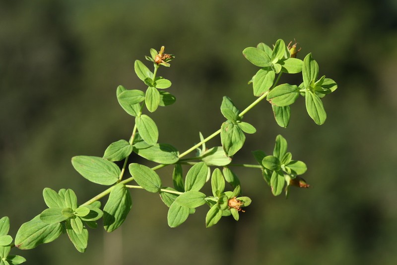 Hypericum natalense