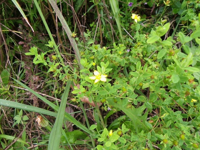 Hypericum natalense photo 2