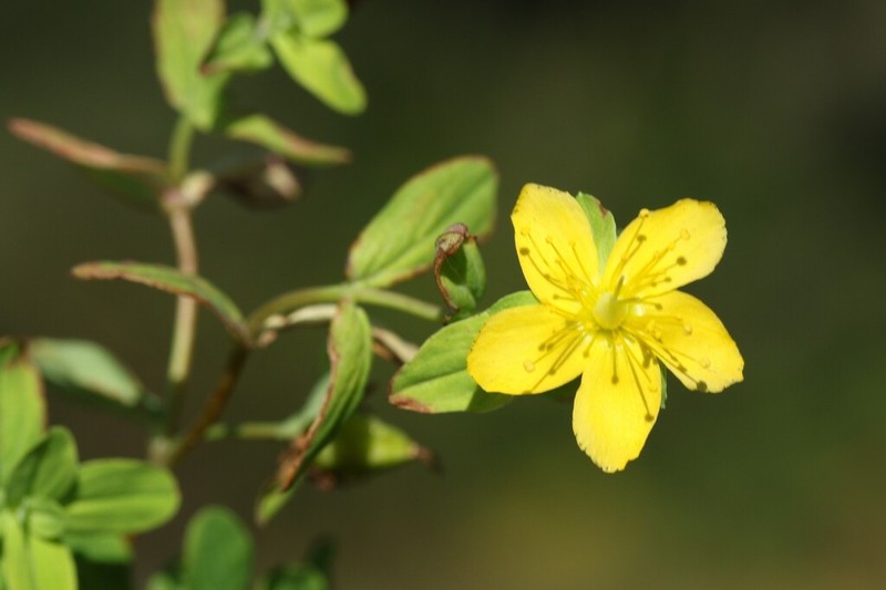 Hypericum natalense photo 3