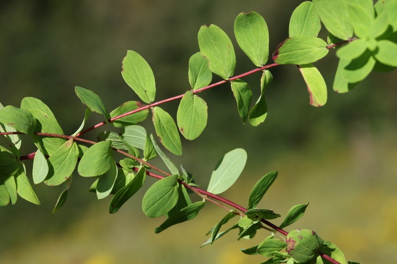 Hypericum natalense photo 4