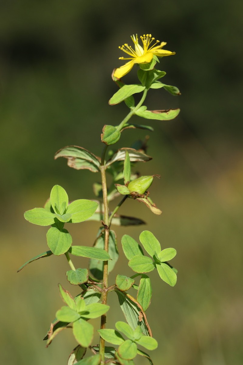 Hypericum natalense photo 5