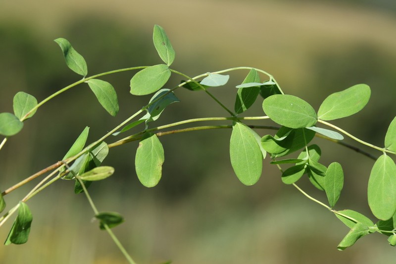 Hypericum natalense photo 6