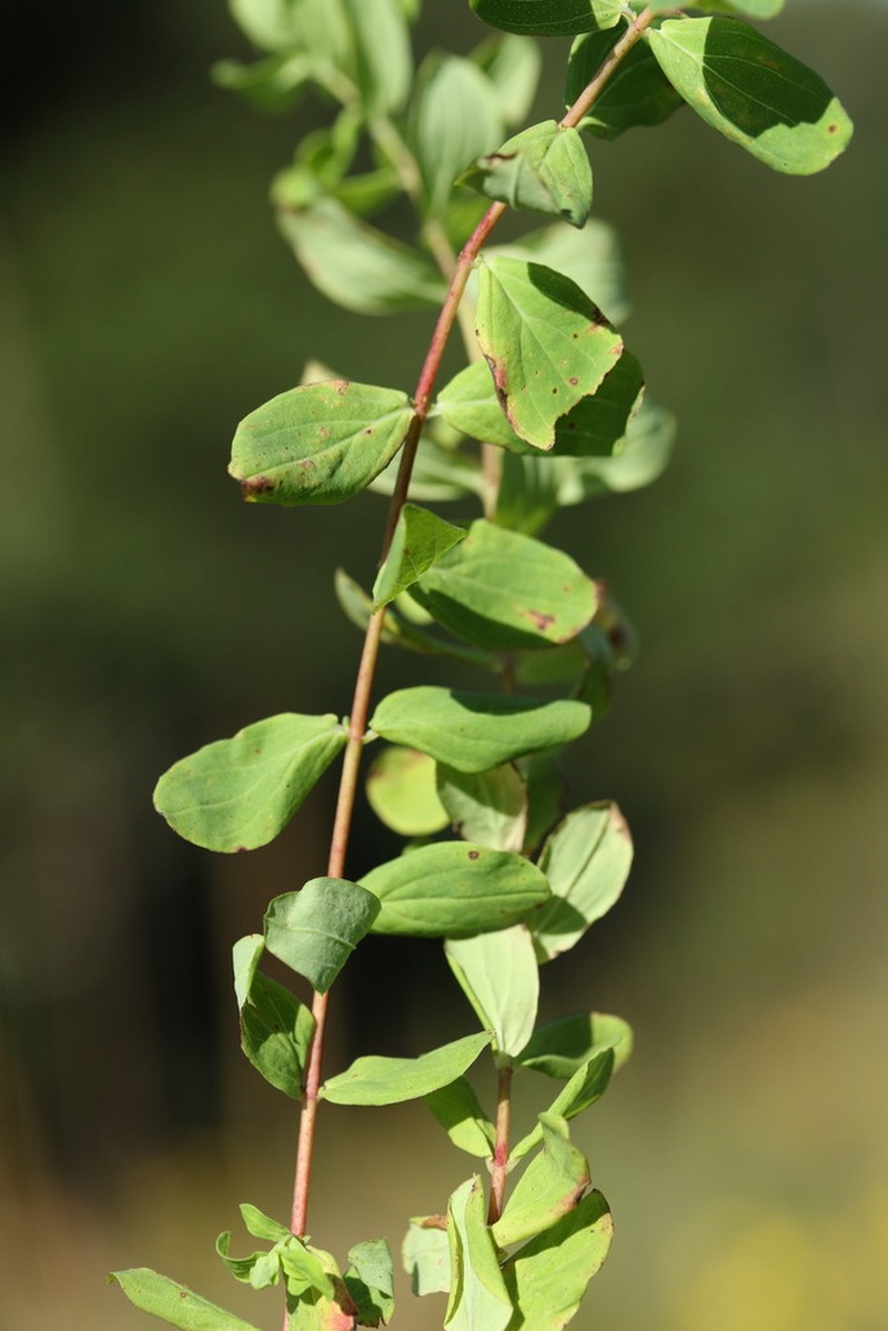 Hypericum natalense photo 7