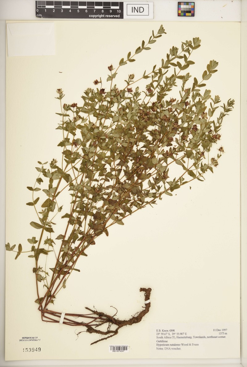 Hypericum natalense photo 8