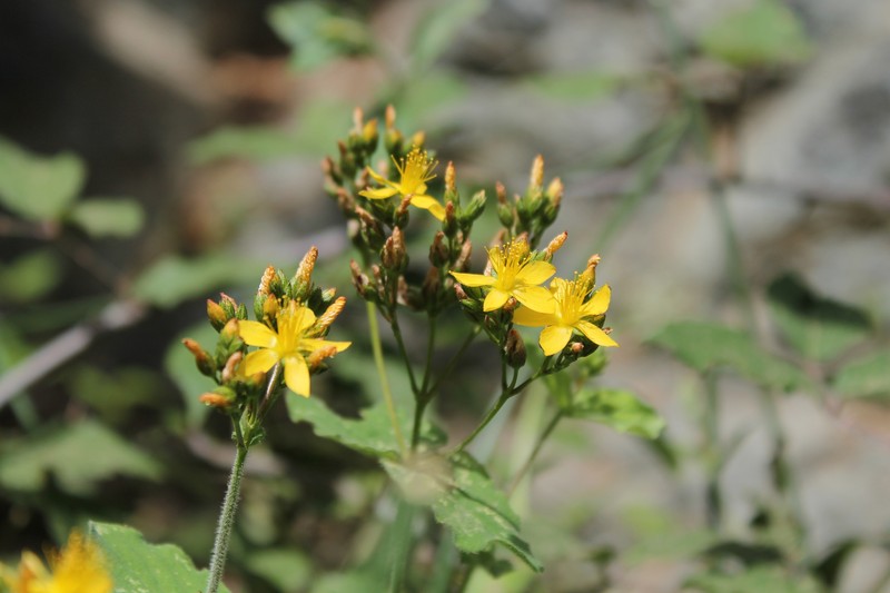 Hypericum naudinianum