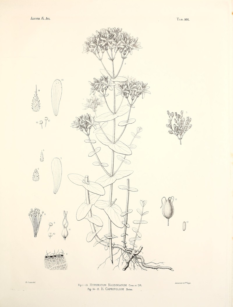 Hypericum naudinianum photo 4
